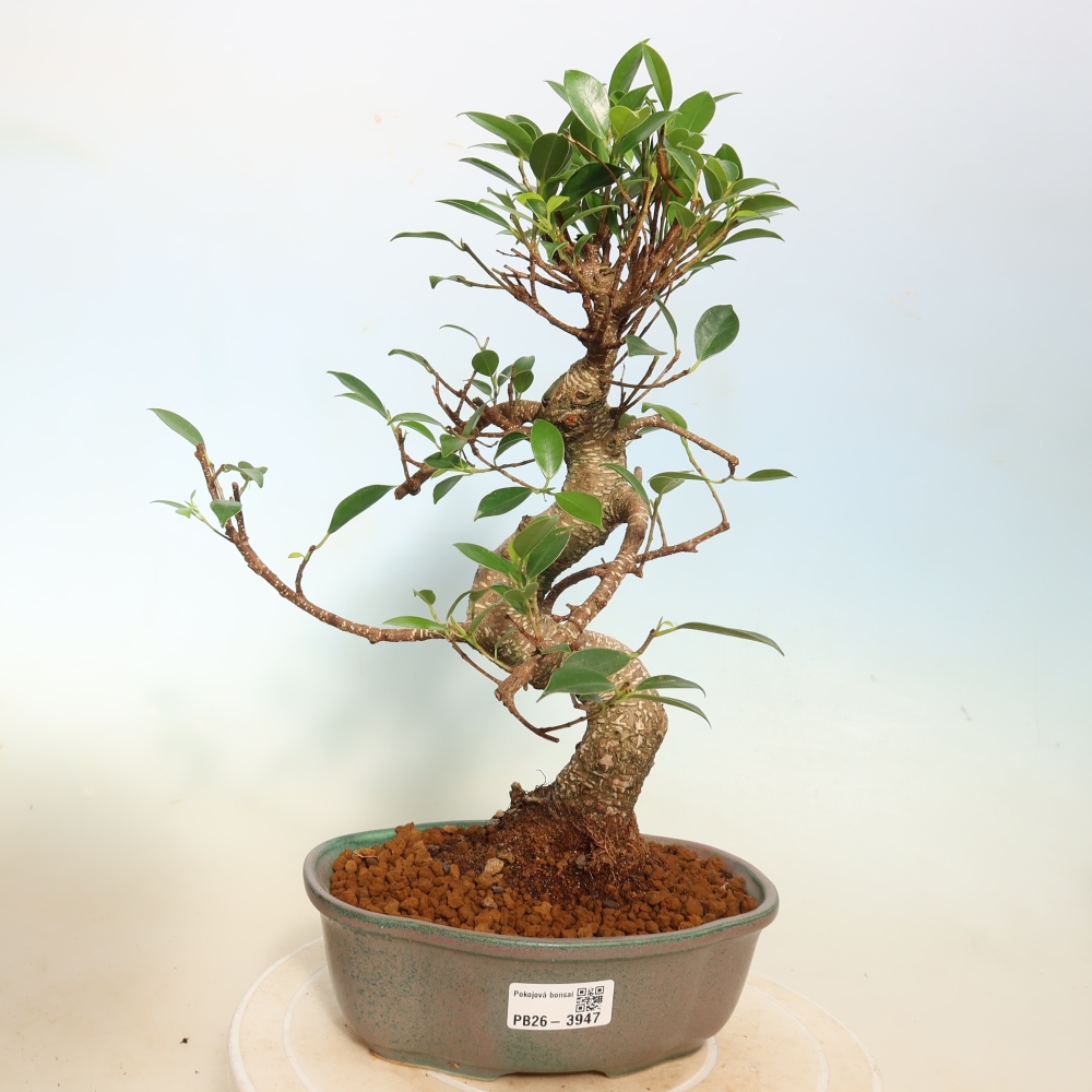 Room bonsai - Ficus kimmen - small-leaved ficus