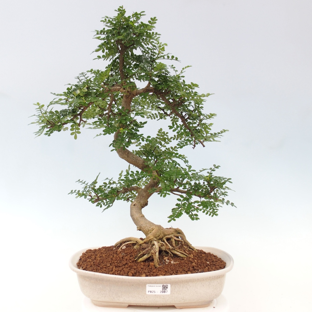 Indoor bonsai - Zantoxylum piperitum - Peppermint