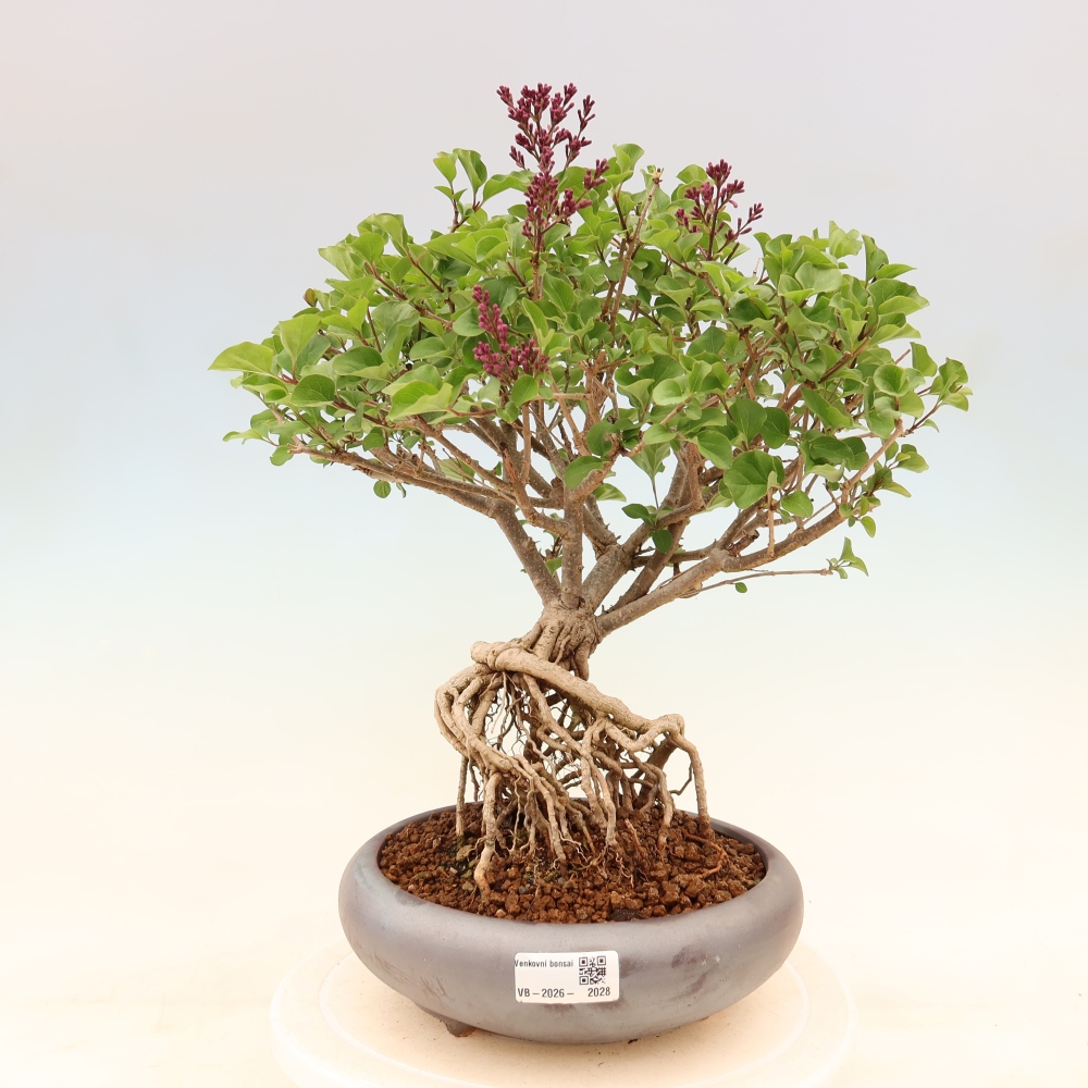 Outdoor bonsai - Syringa microphylla - small-flowered lilac