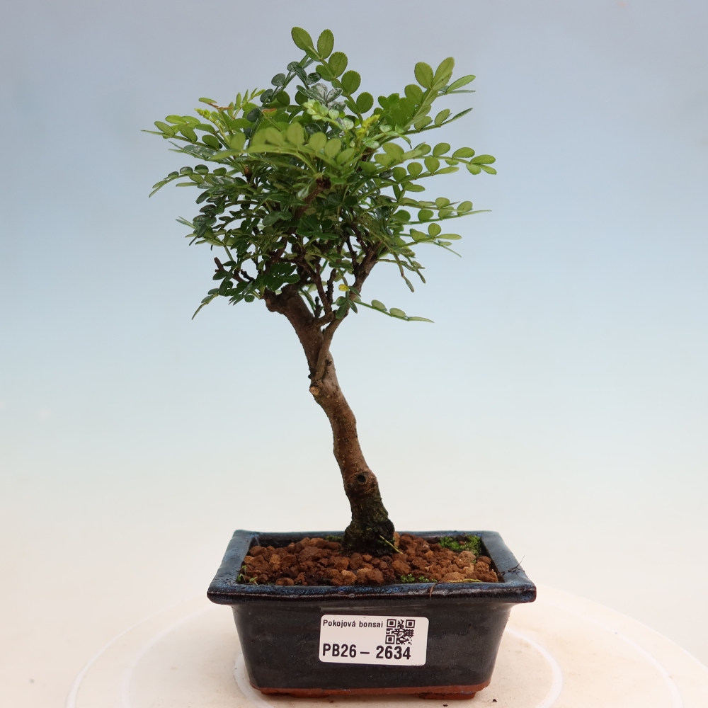 Room bonsai - Zantoxylum piperitum - pepper tree