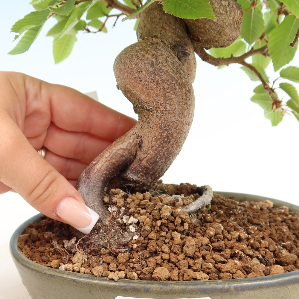 Outdoor bonsai -Carpinus coreana - Korean Hornbeam