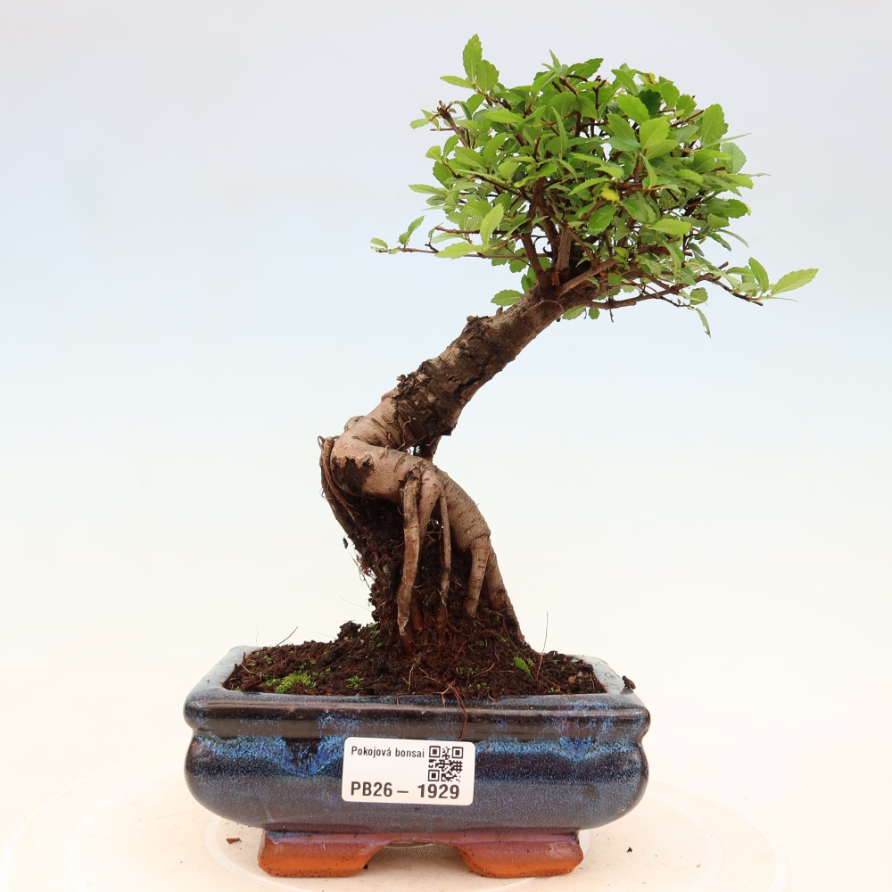 Room bonsai - Ulmus parvifolia - Small-leaved elm