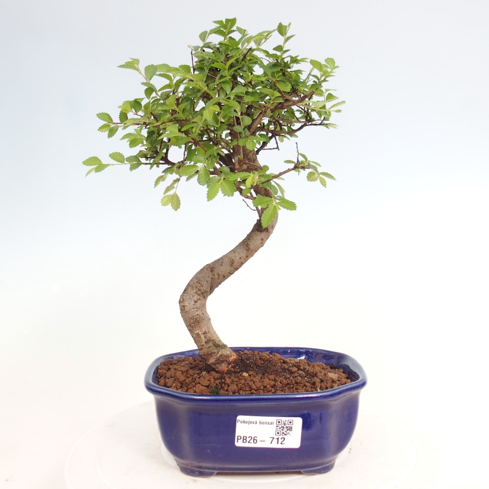 Room bonsai - Ulmus parvifolia - Small-leaved elm
