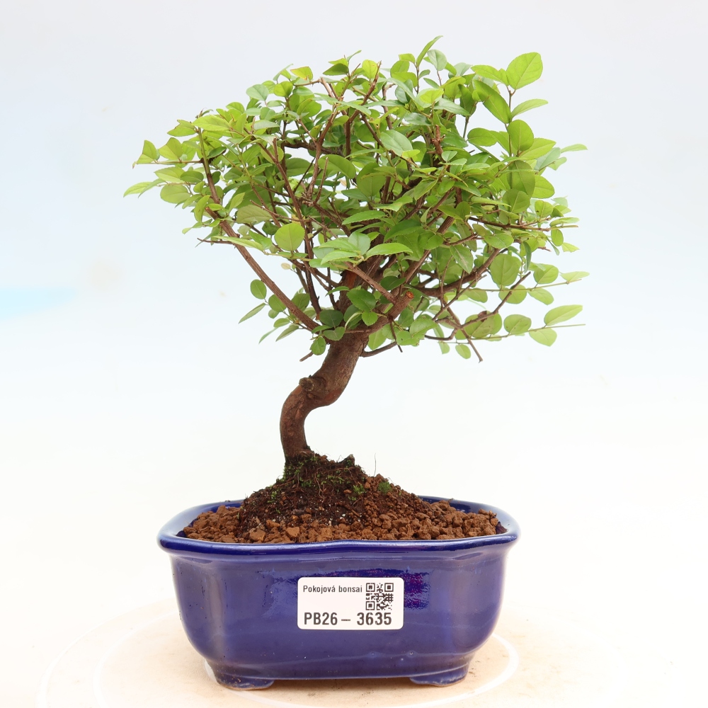 Room bonsai - Sageretia thea - Sageretia thea