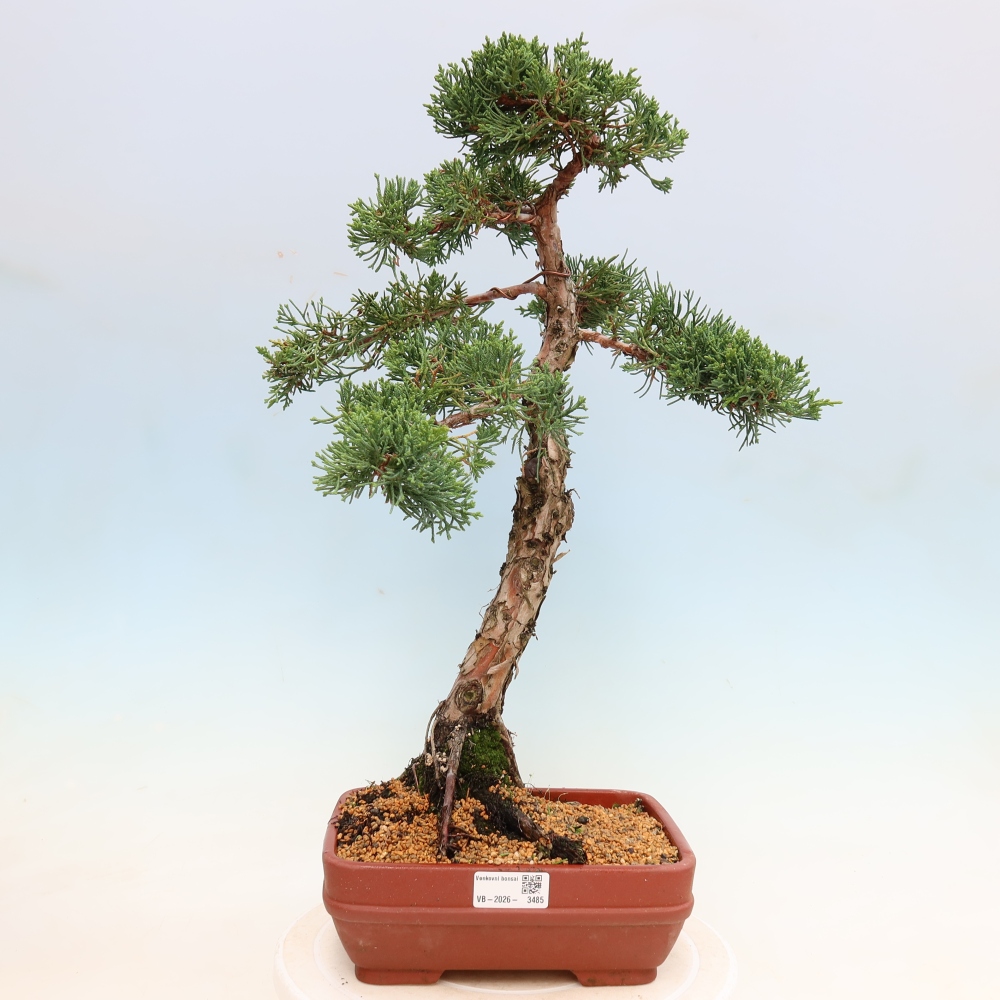 Outdoor bonsai - Juniperus chinensis Kishu