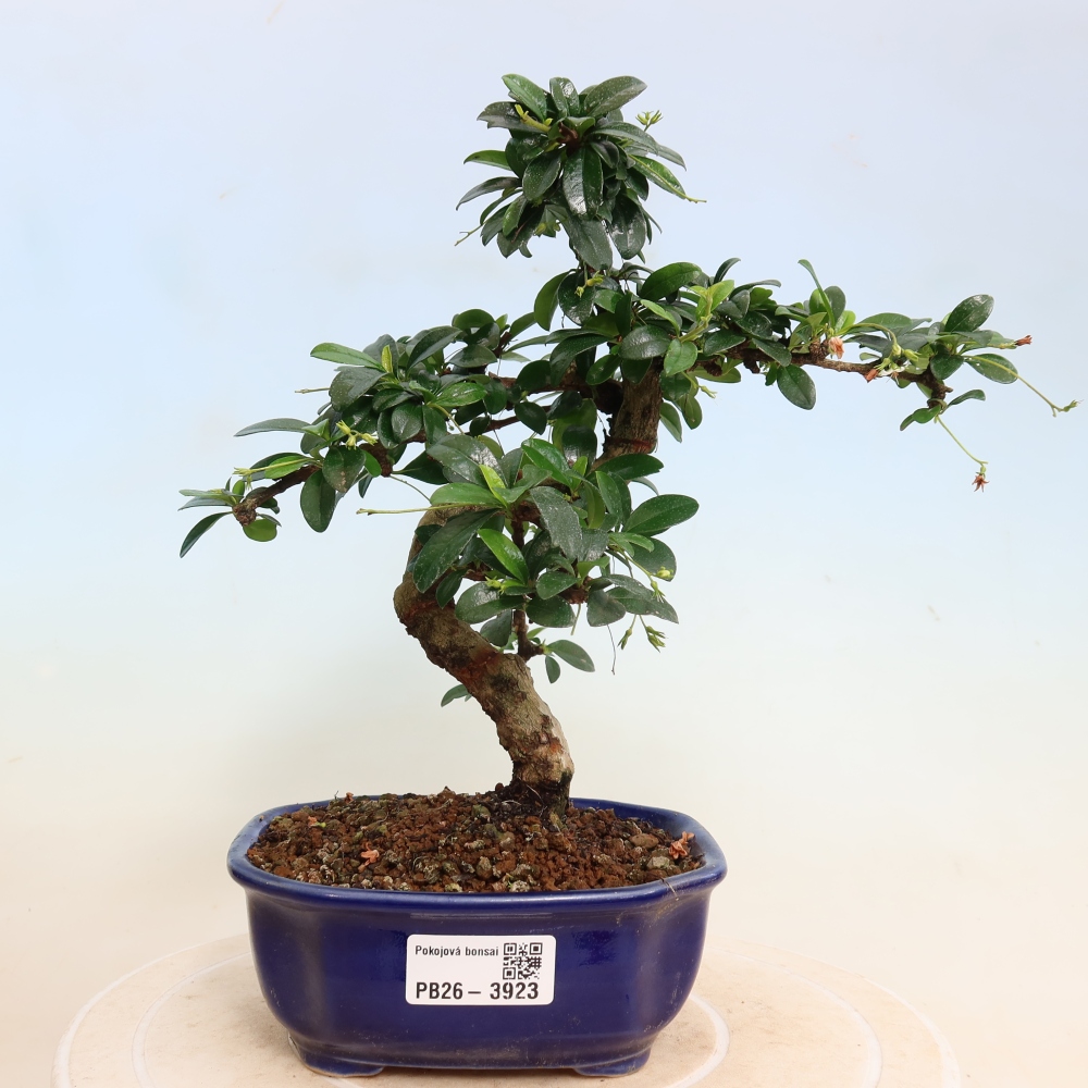 Room bonsai - Carmona macrophylla - Tea fuki