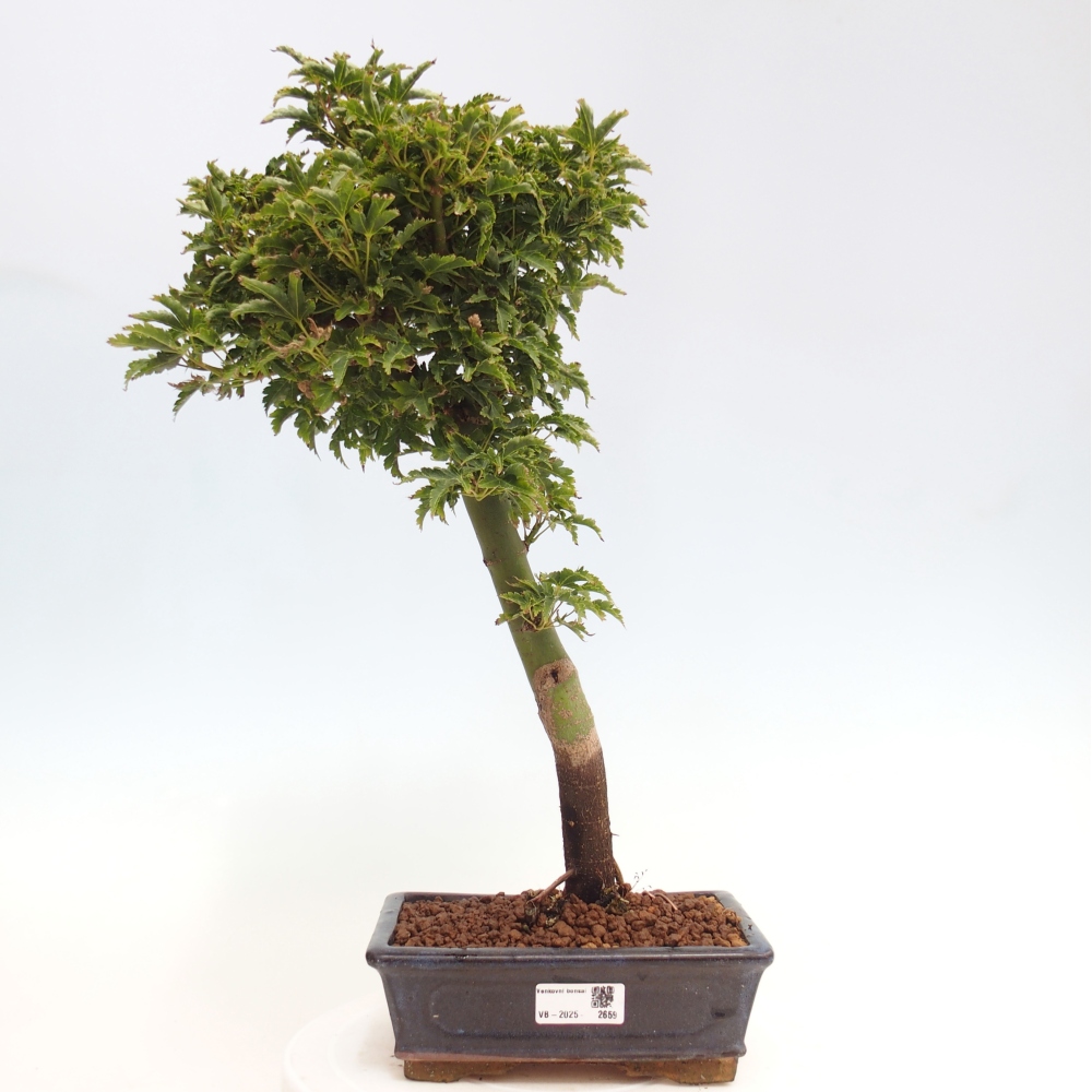 Outdoor bonsai - Acer palmatum Shishigashira maple