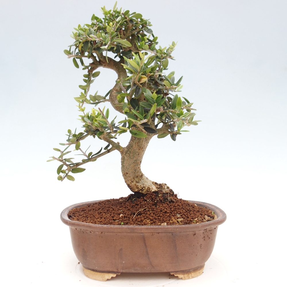Indoor bonsai - Olea europaea sylvestris - European small-leaved olive oil