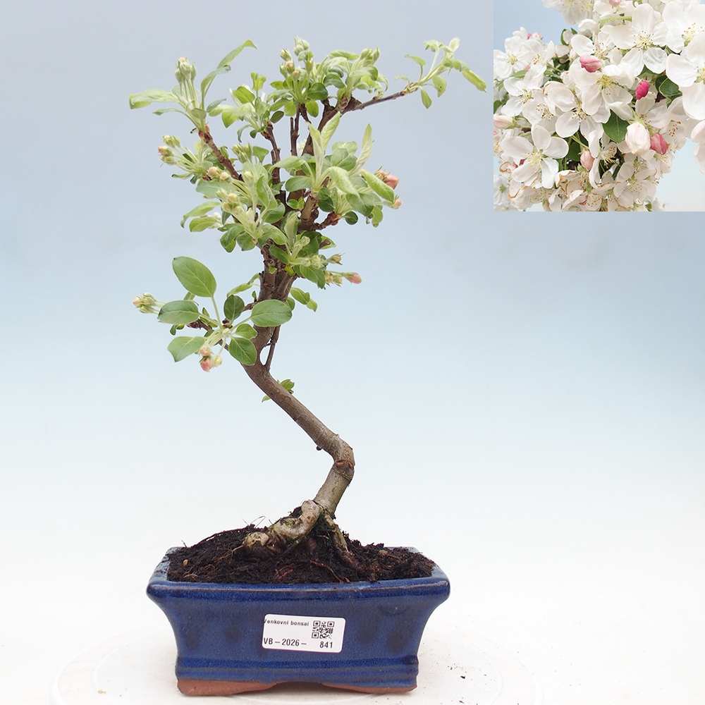 Outdoor bonsai -Malus halliana - Small-fruited apple tree