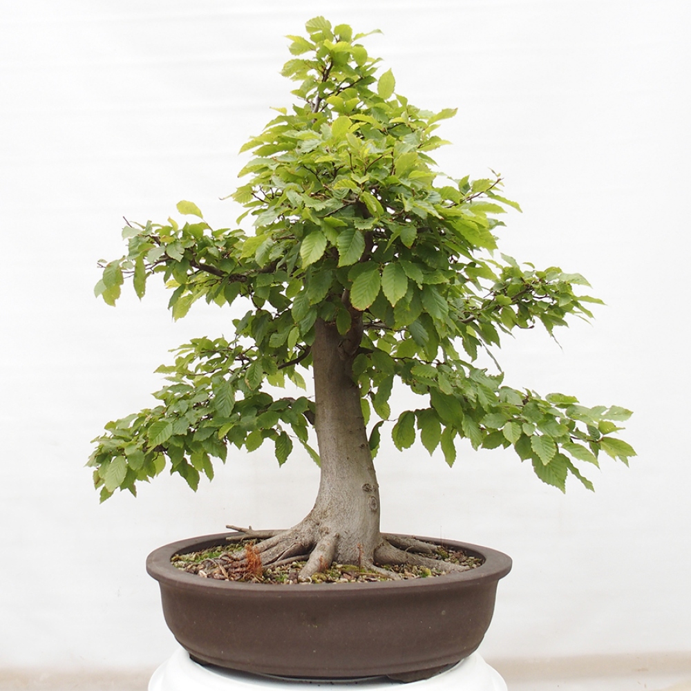 Outdoor bonsai - Hornbeam - Carpinus betulus