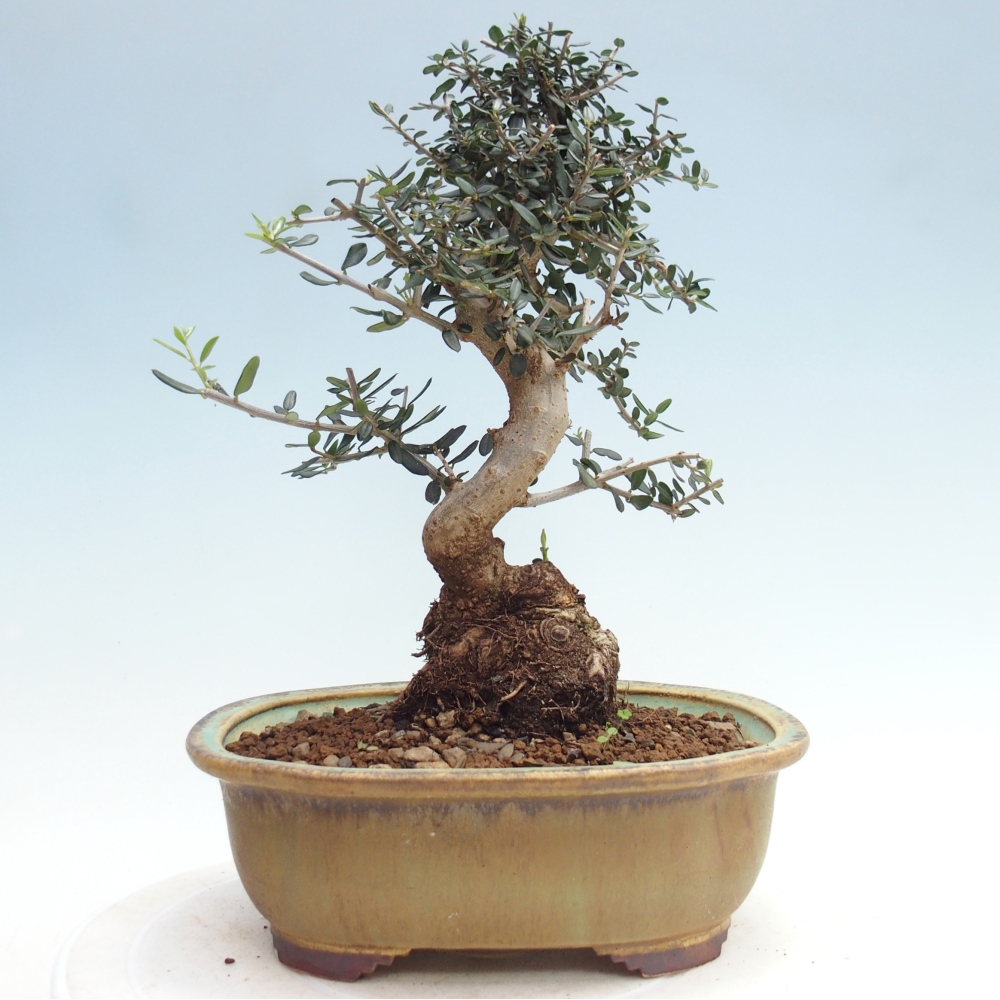 Indoor bonsai - Olea europaea sylvestris
