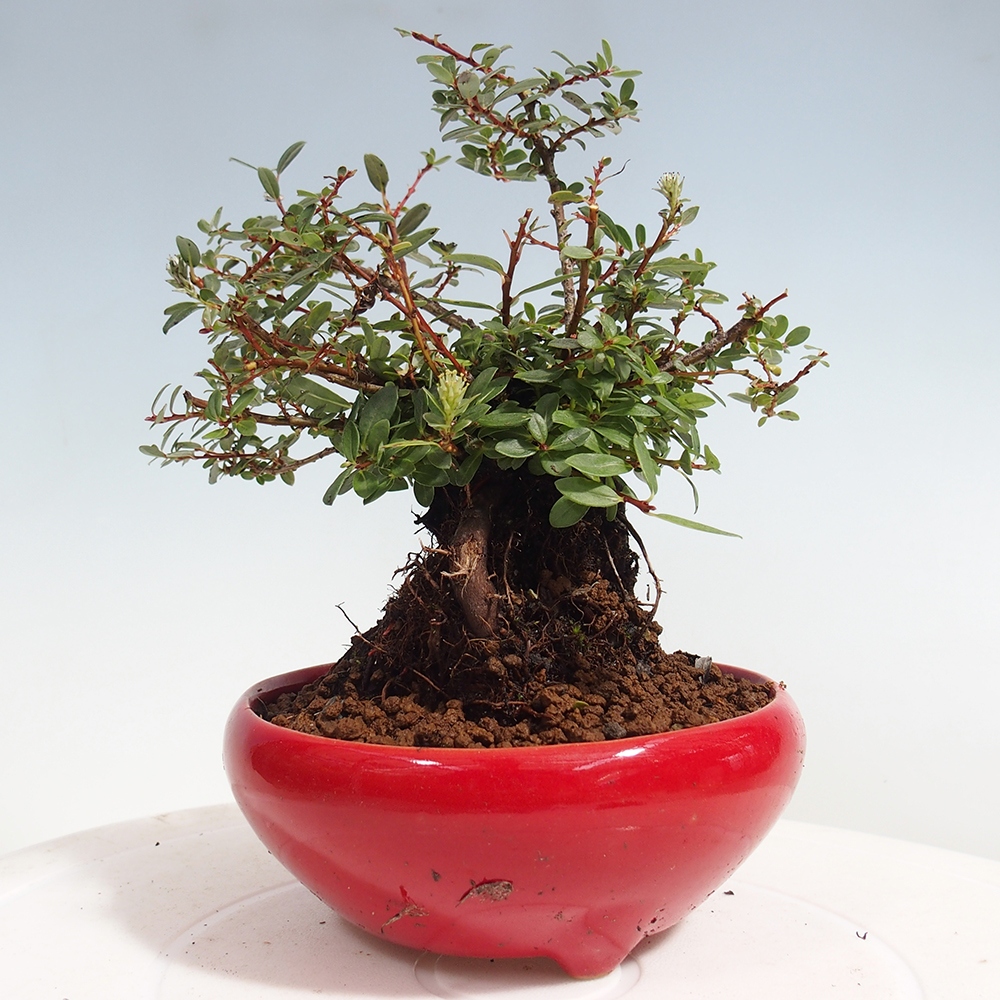 Outdoor bonsai - Salix - Willow
