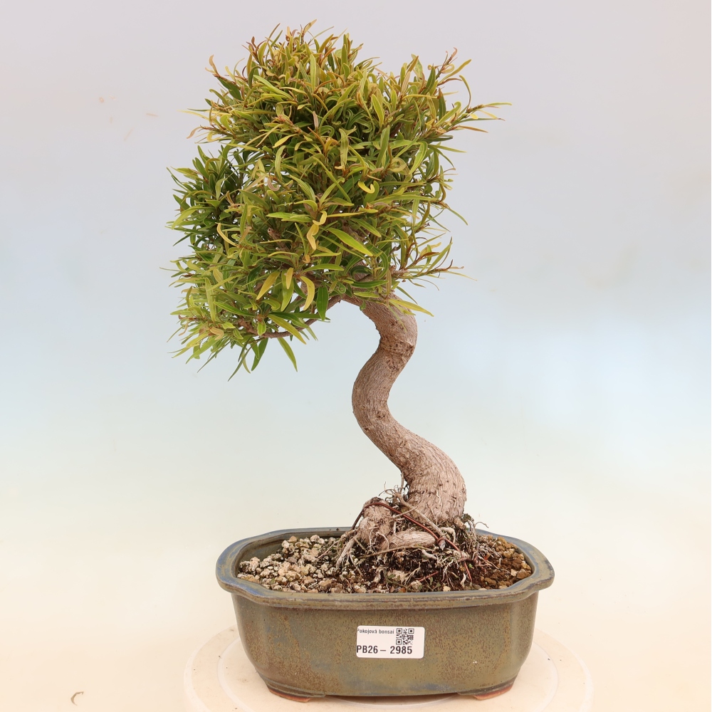 Room bonsai - Ficus nerifolia - small-leaved ficus
