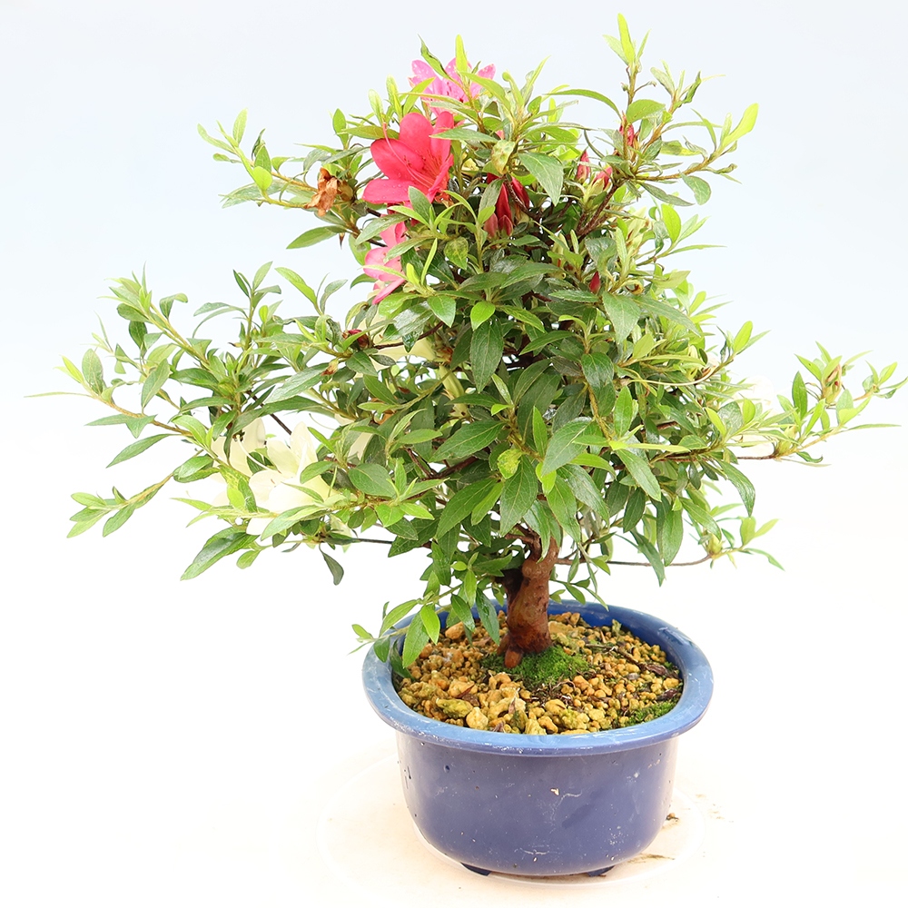 Outdoor bonsai - Japanese Azalea - Azalea Suigootome