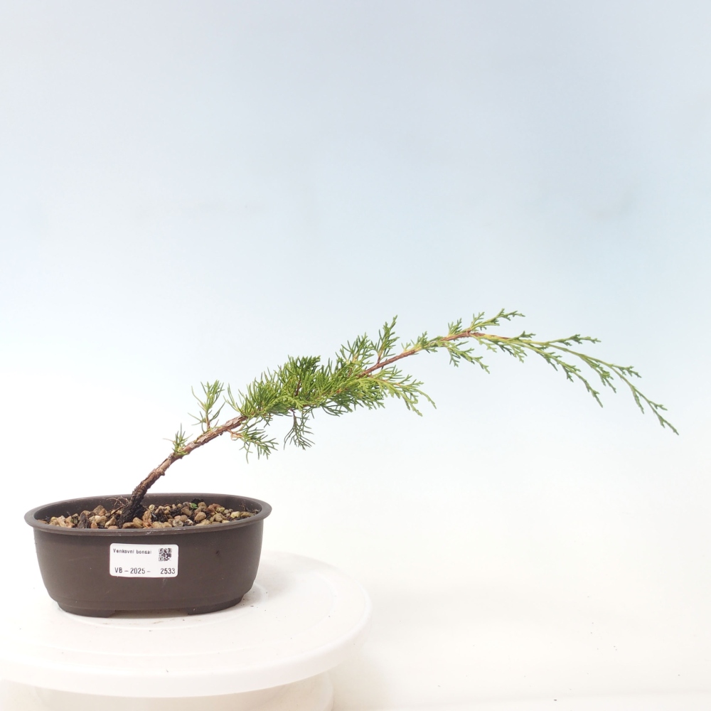 Outdoor bonsai - Juniperus chinensis Itoigawa - Chinese juniper