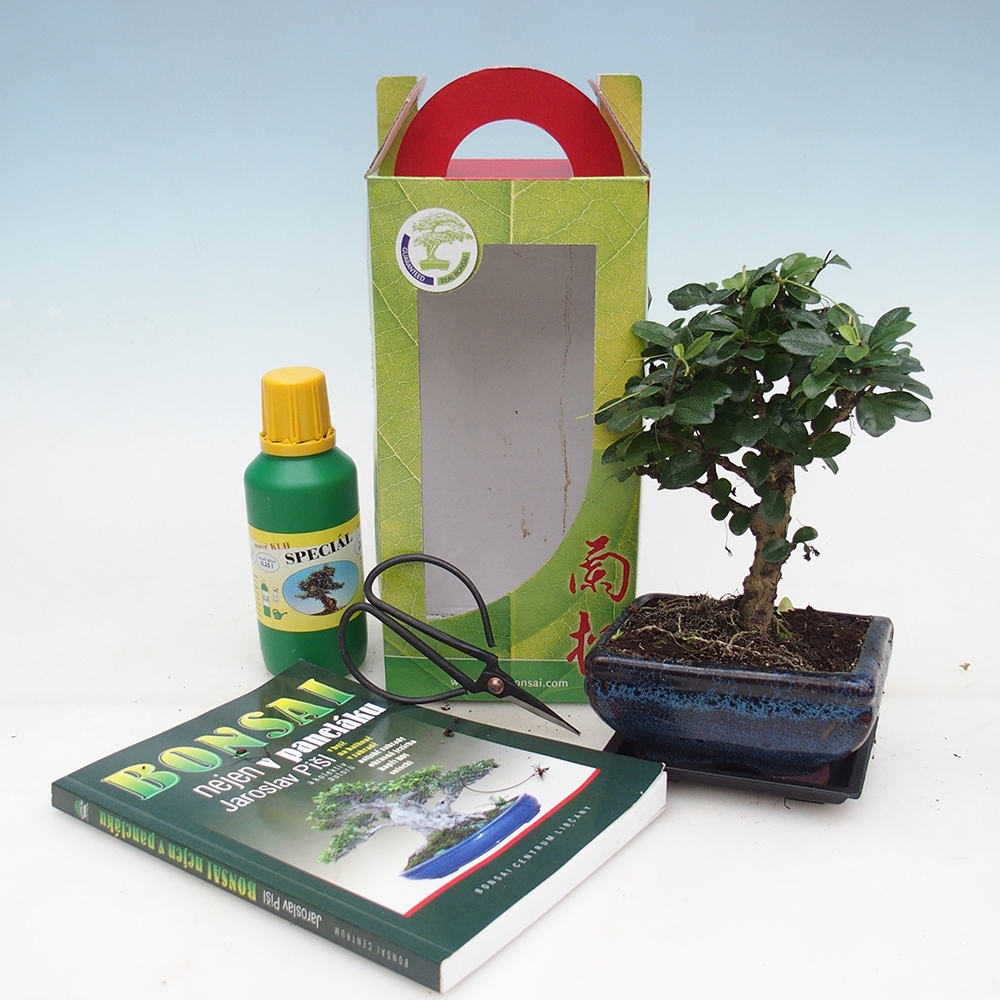 Room bonsai in gift box Carmona microphylla - Tea fuki