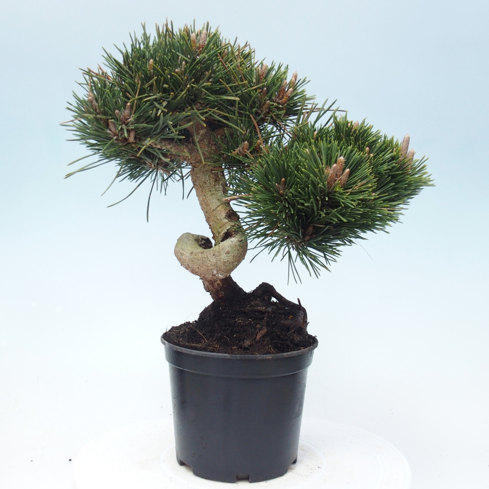 Outdoor bonsai - Pinus thunbergii senjyumaru - Thunberg pine