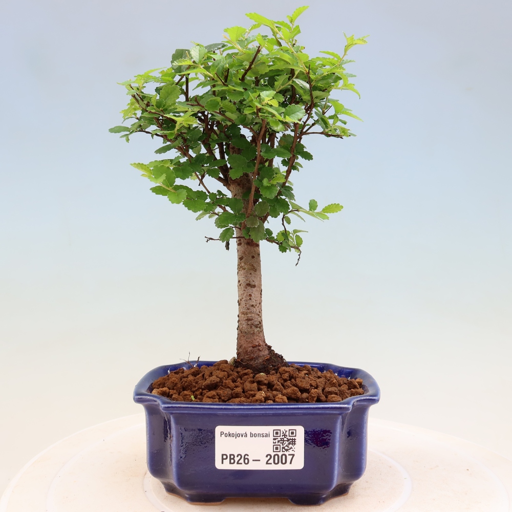 Room bonsai - Ulmus parvifolia - Small-leaved elm