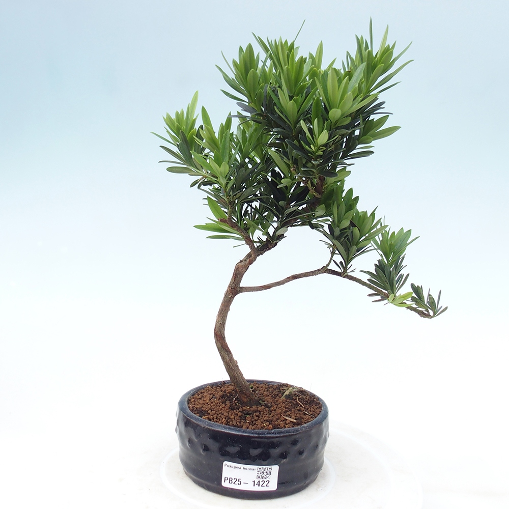 Indoor bonsai - Podocarpus - Stone thous
