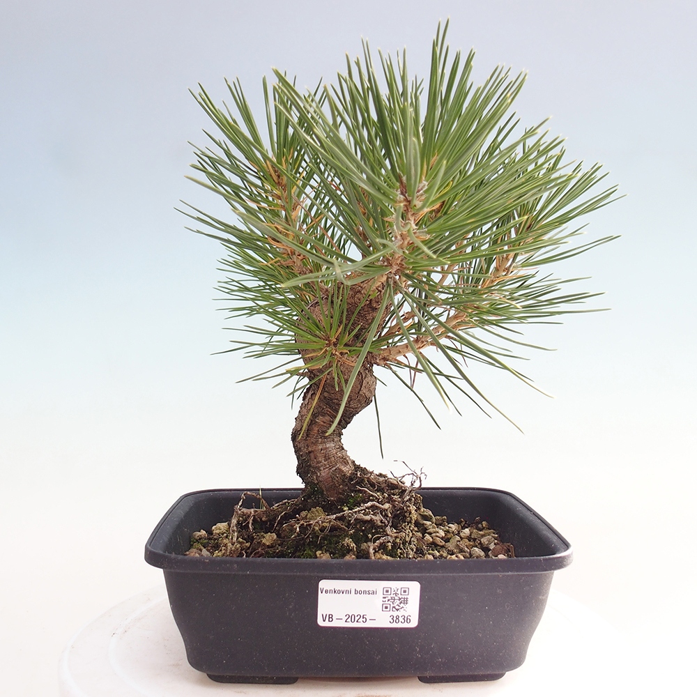 Outdoor bonsai - Pinus thunbergii - Thunberg pine