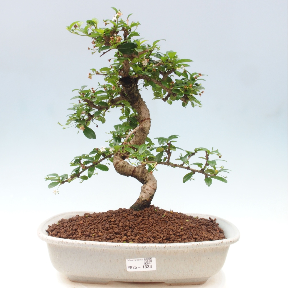 Room bonsai - Carmona macrophylla - Tea fuki