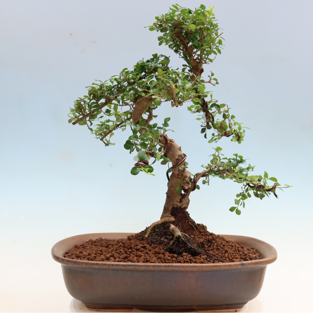 Room bonsai -Ligustrum retusa - small-leaved bird's beak