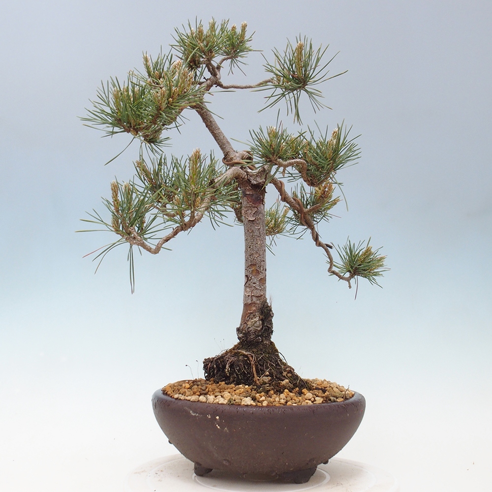 Outdoor bonsai - Pinus Sylvestris - Scots pine