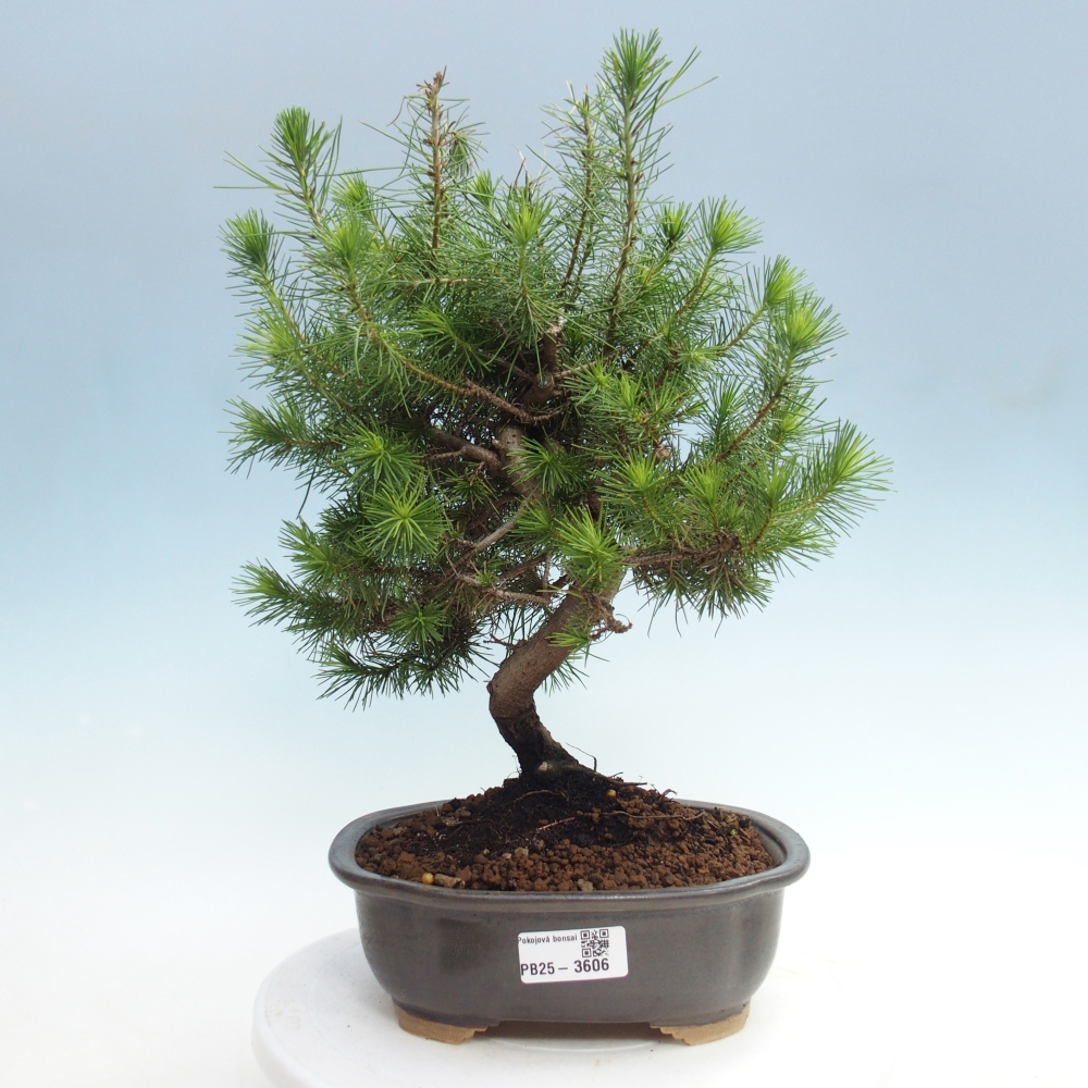 Room bonsai-Pinus halepensis-Pine of Aleppo