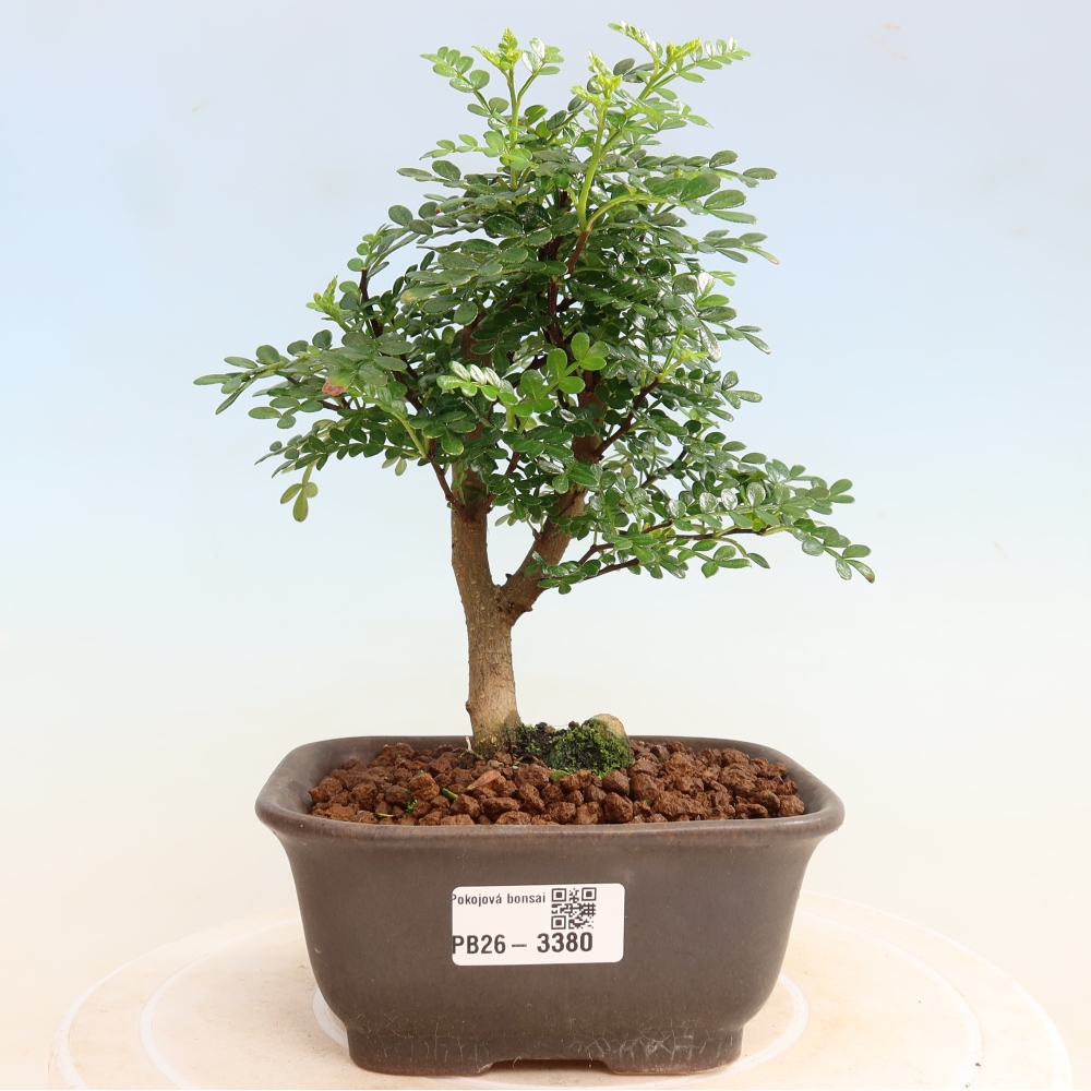 Room bonsai - Zantoxylum piperitum - pepper tree