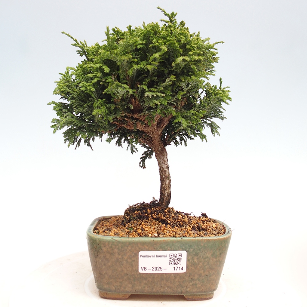 Outdoor bonsai - Cham.pis Parslori - Cypress