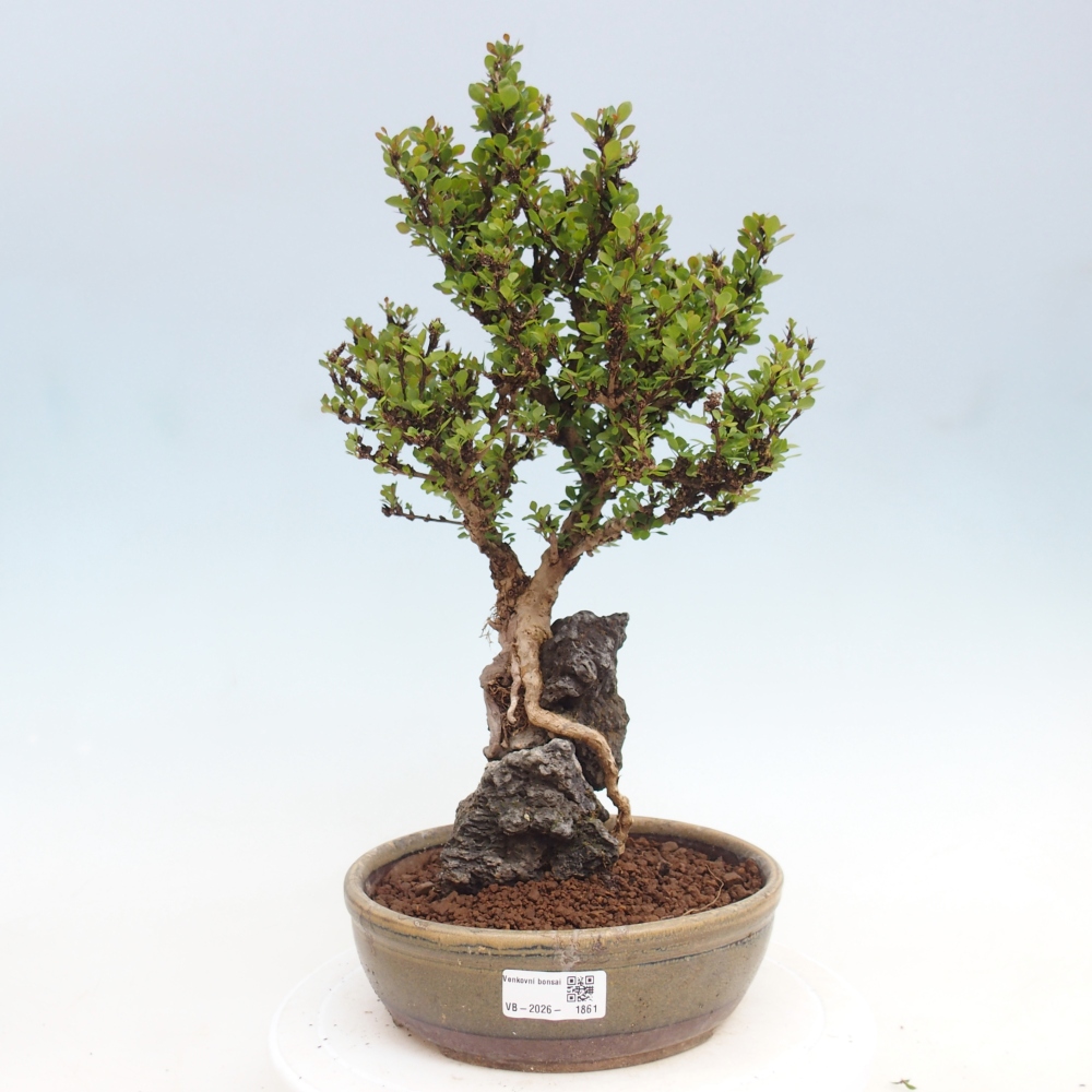 Outdoor bonsai - Berberis coreana