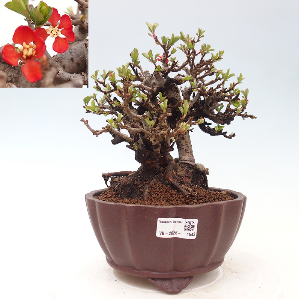 Outdoor bonsai - Chaneomeles speciosa - Quince