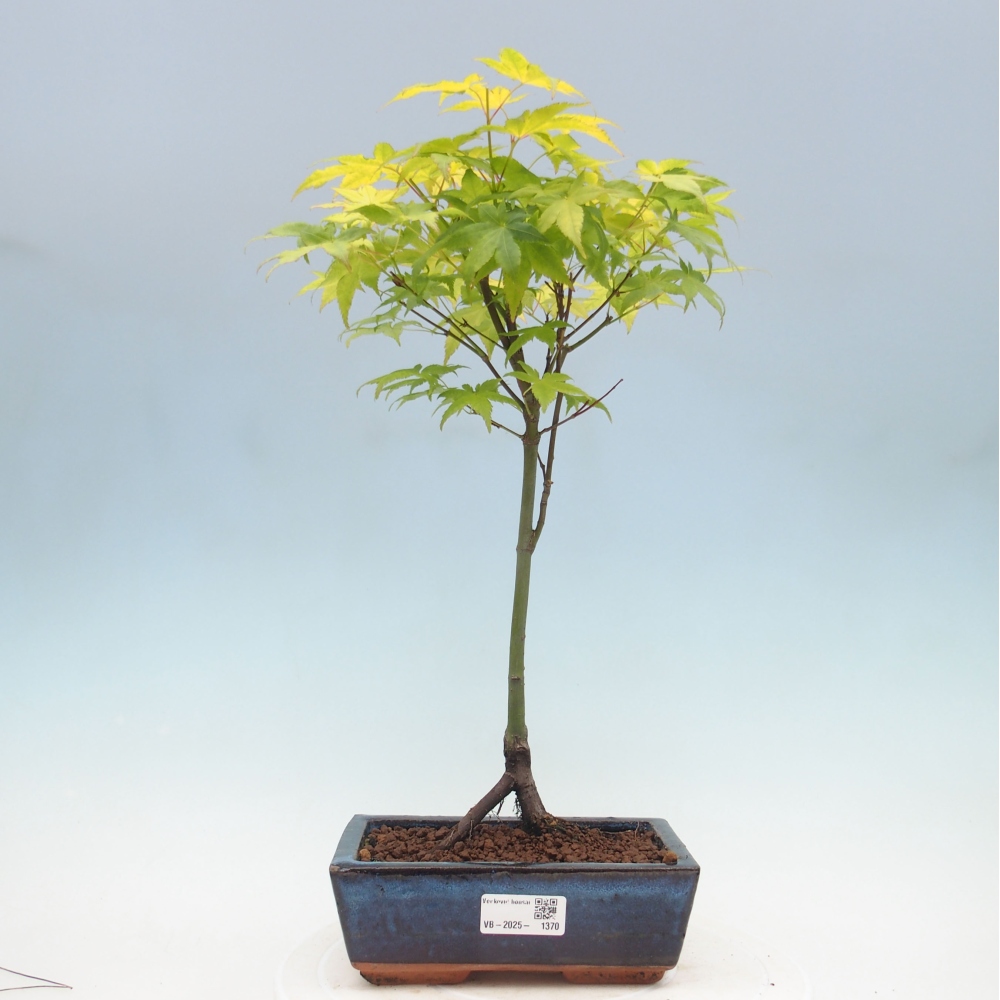 Acer palmatum Aureum - Golden Palm Maple