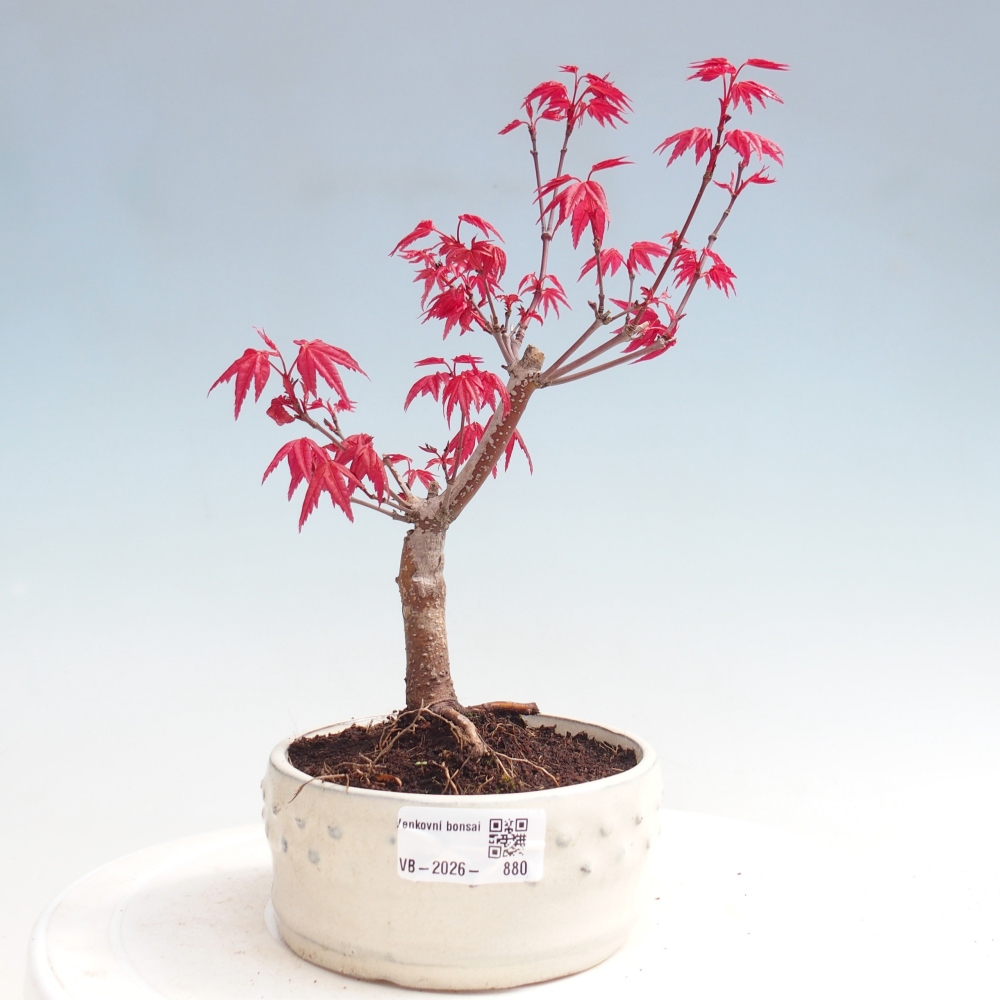 Outdoor bonsai - Acer palmatum DESHOJO