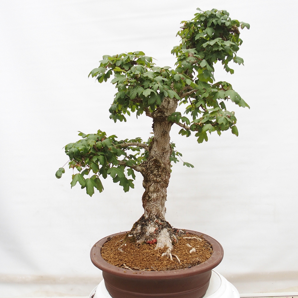 Outdoor bonsai - Baby maple - Acer campestre