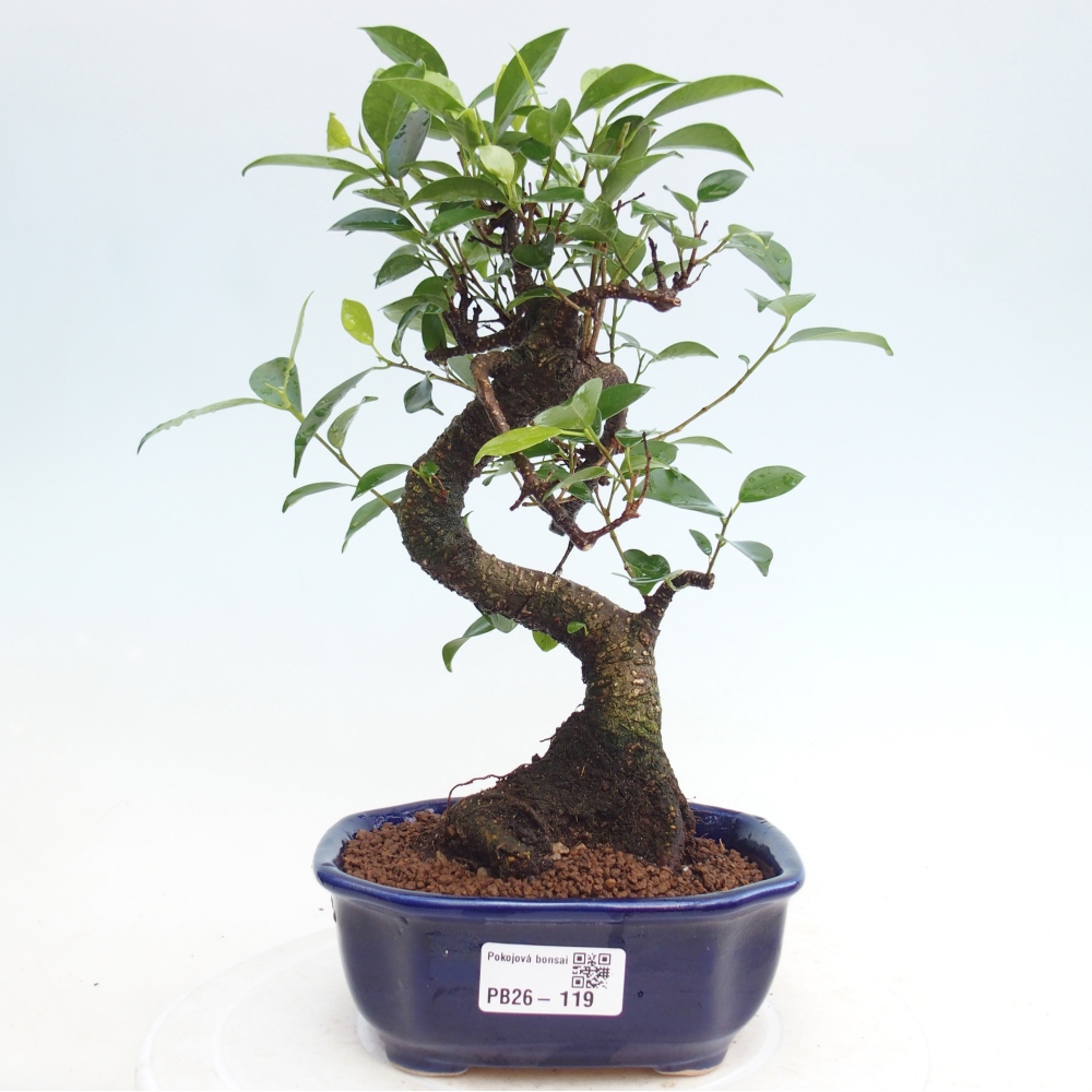 Room bonsai - Ficus retusa - small-leaved ficus