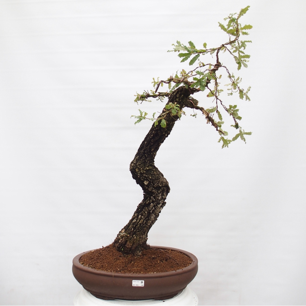 Yamadori - Quercus Ilex - Oak holly