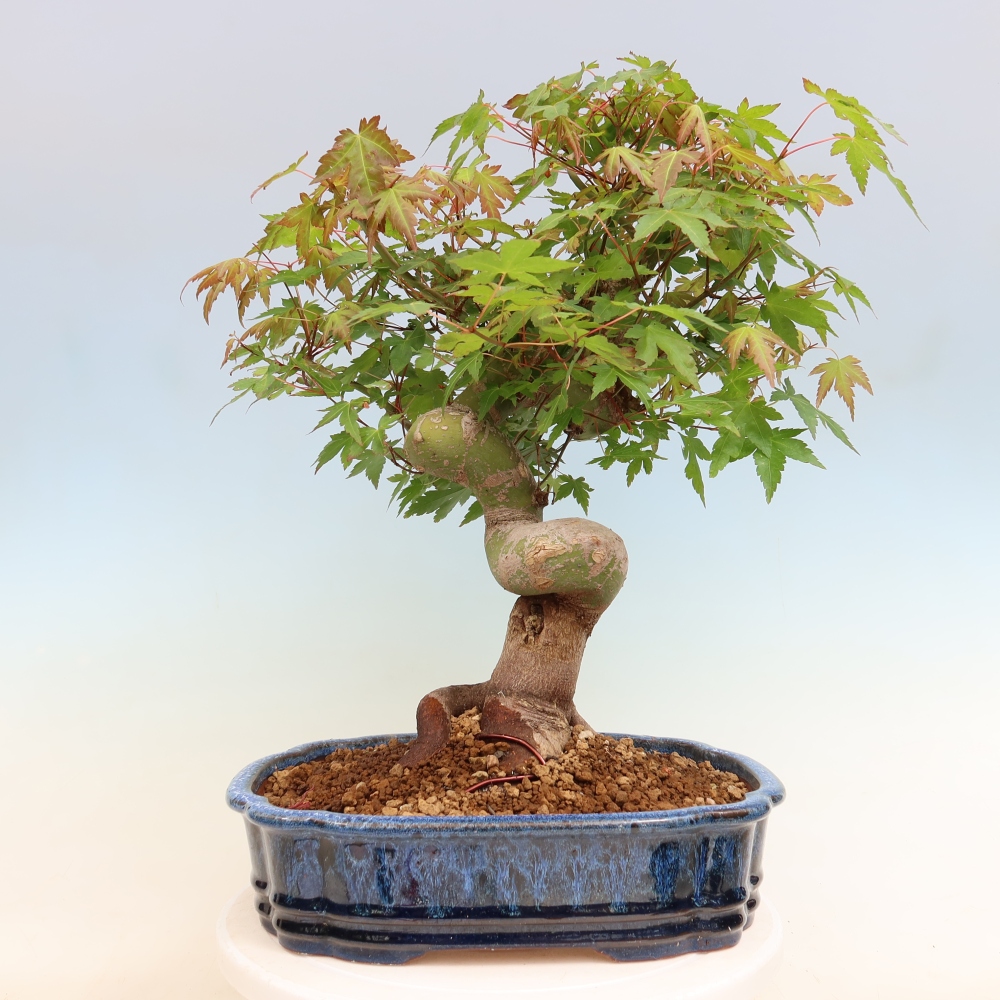 Outdoor bonsai - Maple Burger - Acer Burgerianum