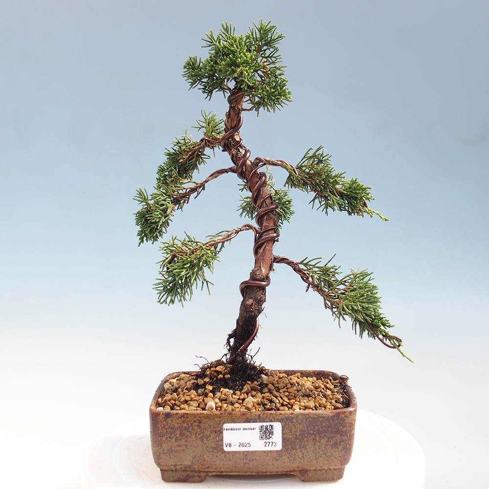 Outdoor bonsai - Juniperus chinensis Kishu - Chinese Juniper