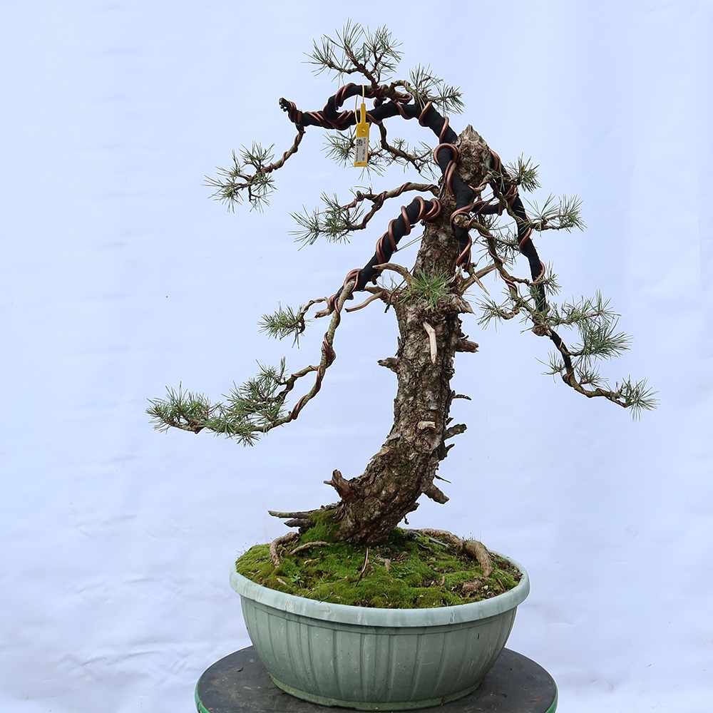 Pinus sylvestris Spain - Scots pine