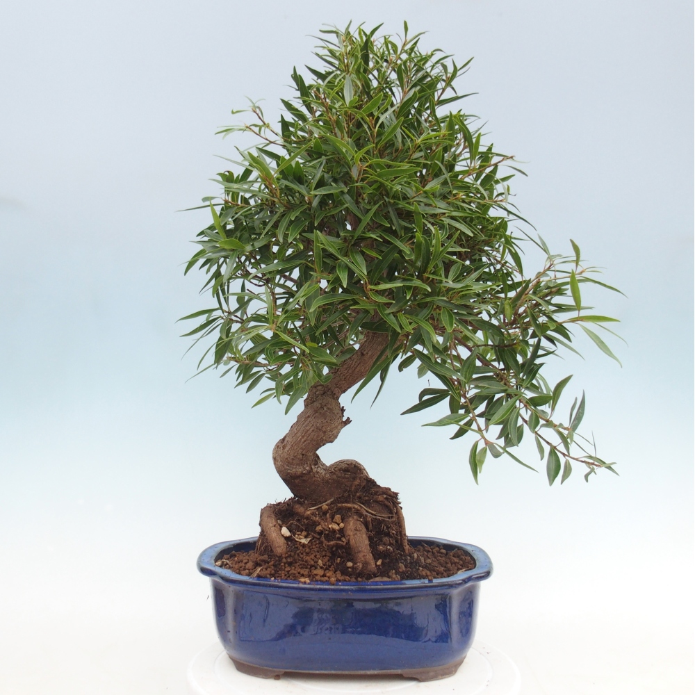 Room bonsai - Ficus nerifolia - small-leaved ficus
