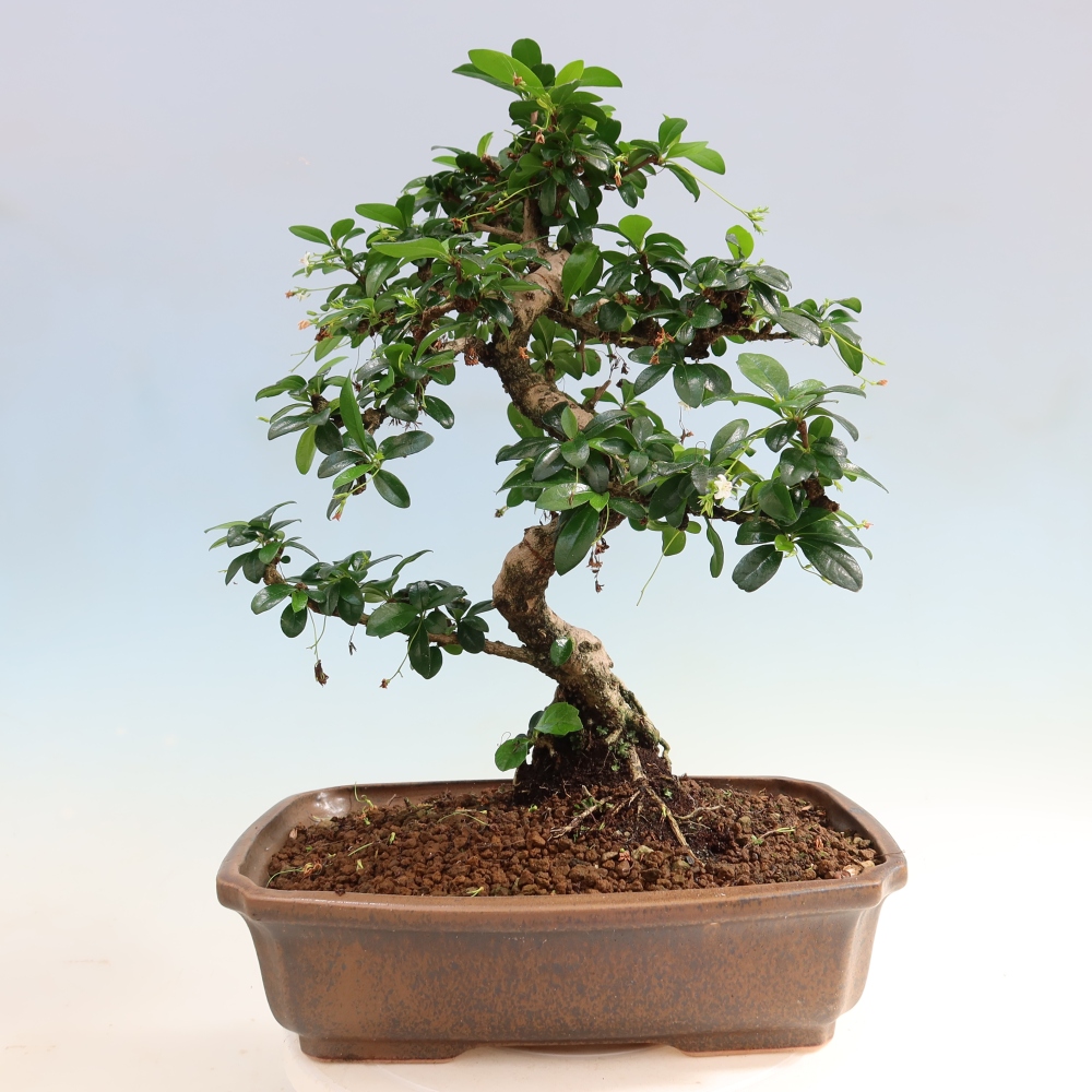 Room bonsai - Carmona macrophylla - Tea fuki