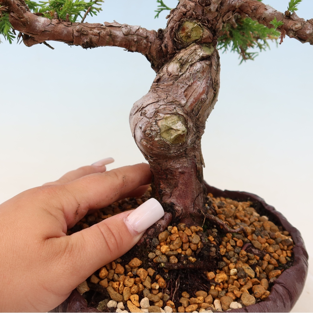 Outdoor bonsai - Juniperus chinensis Itoigawa