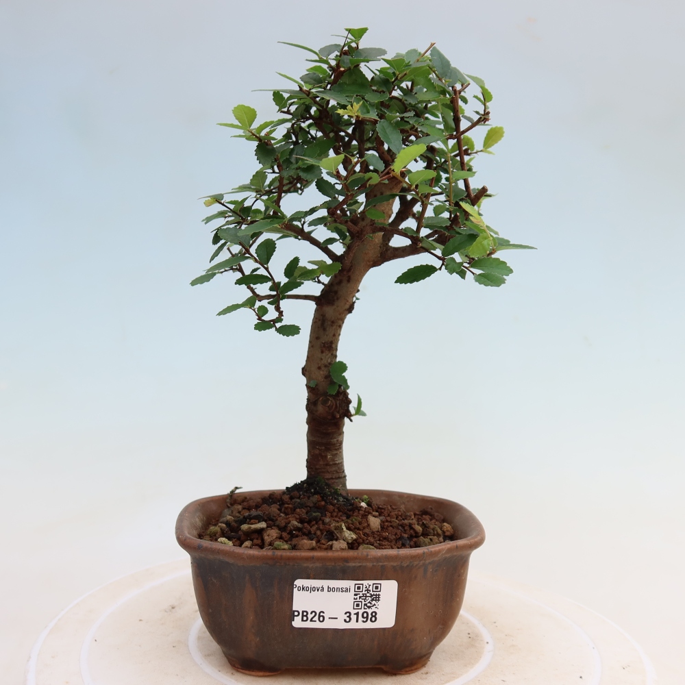 Room bonsai - Ulmus parvifolia - Small-leaved elm