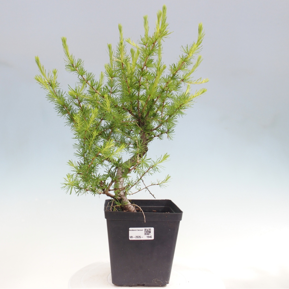 Outdoor bonsai -Larix decidua - Larch