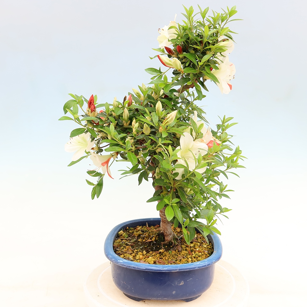 Outdoor bonsai - Japanese azalea - Azalea Asahi-no-izumi