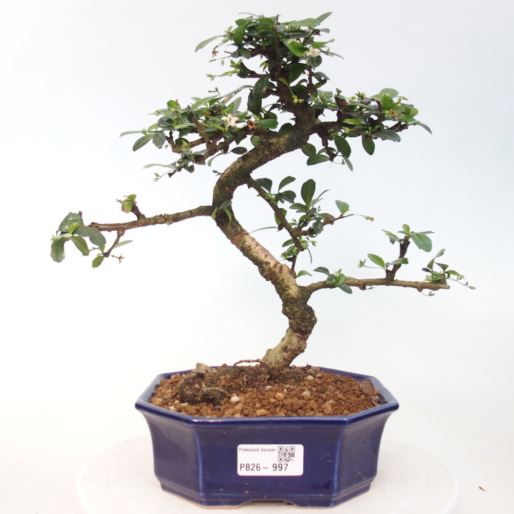 Room bonsai - Carmona macrophylla - Tea fuki