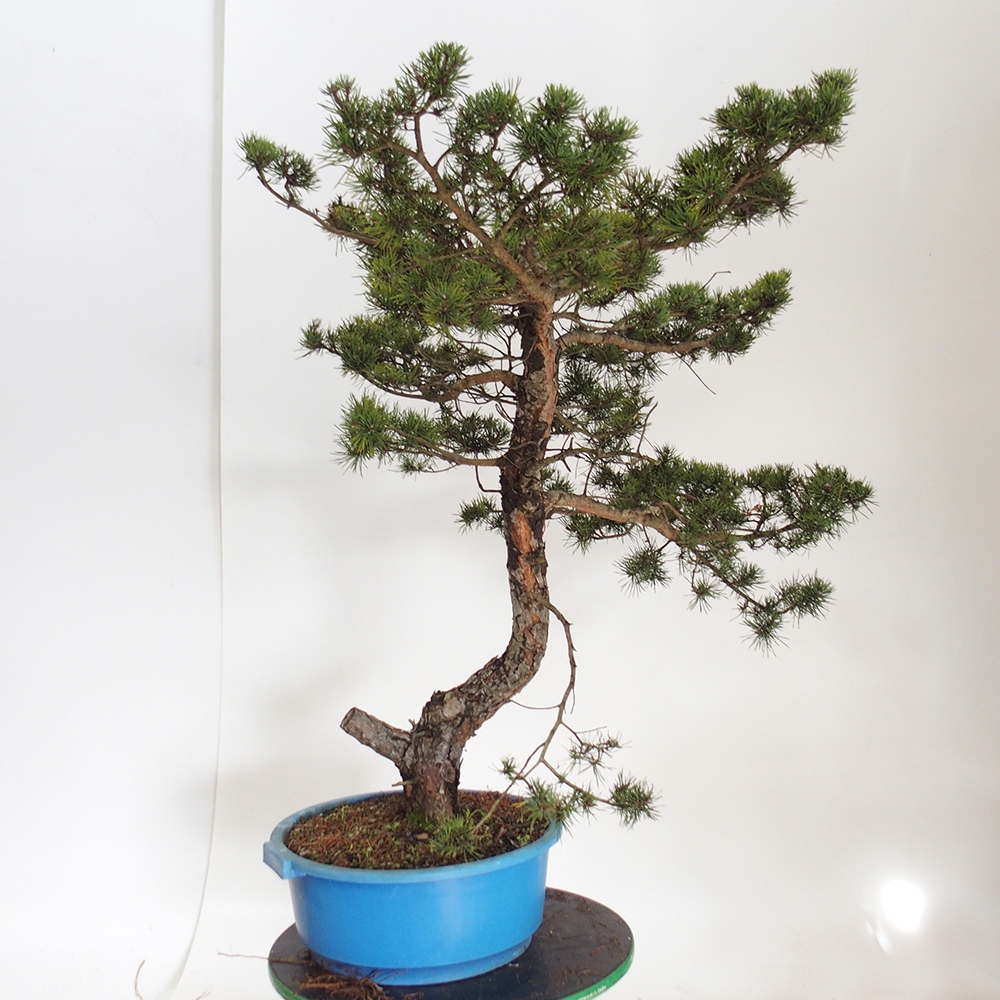 Yamadori - Pinus sylvestris Spain