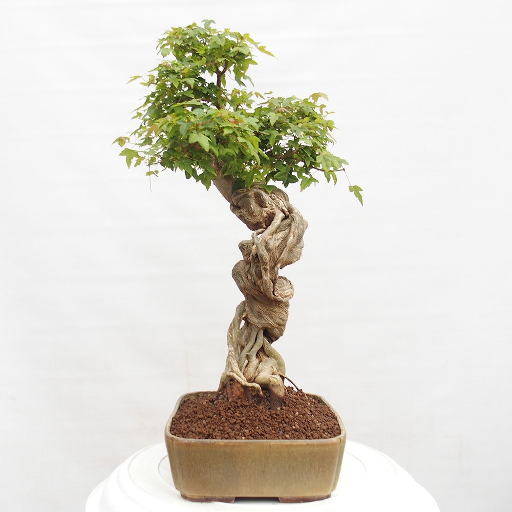 Outdoor bonsai - Maple Buergerianum - Burger Maple