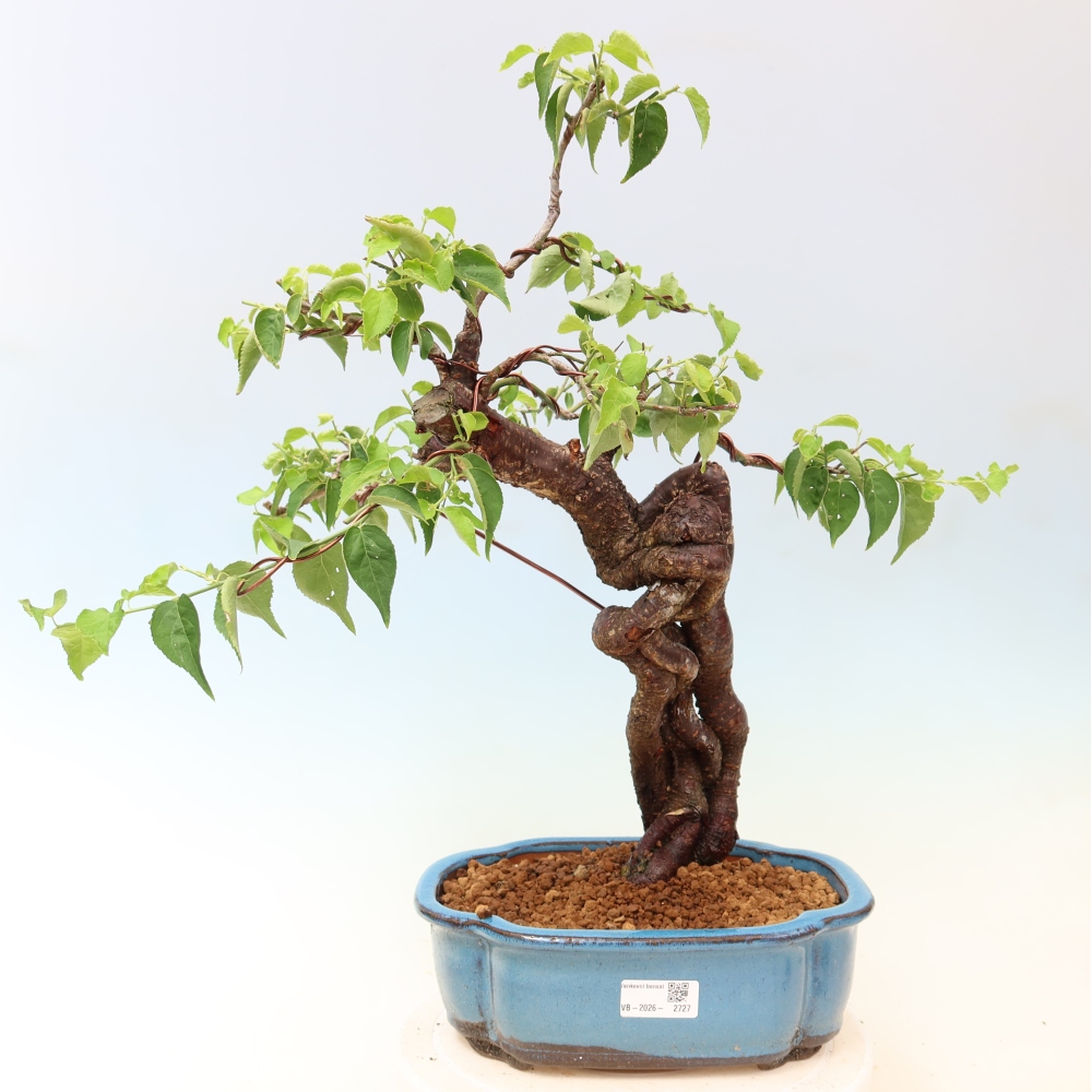 Outdoor Bonsai - Japanese Apricot - Prunus Mume